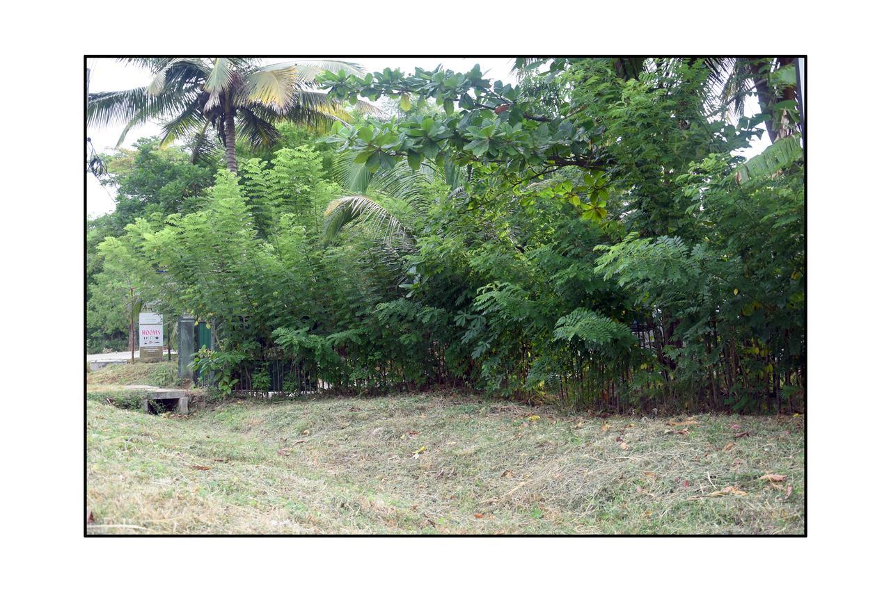 Sun And Green Eco Lodge - Dambulla Exterior photo